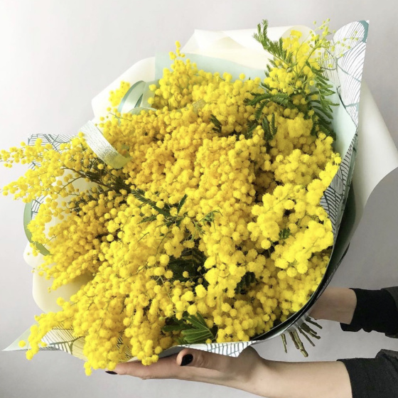 Цветущая мимоза