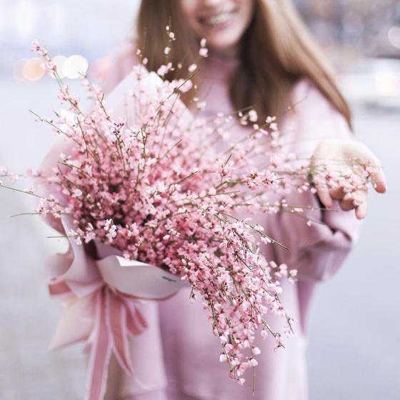 Медовая гениста