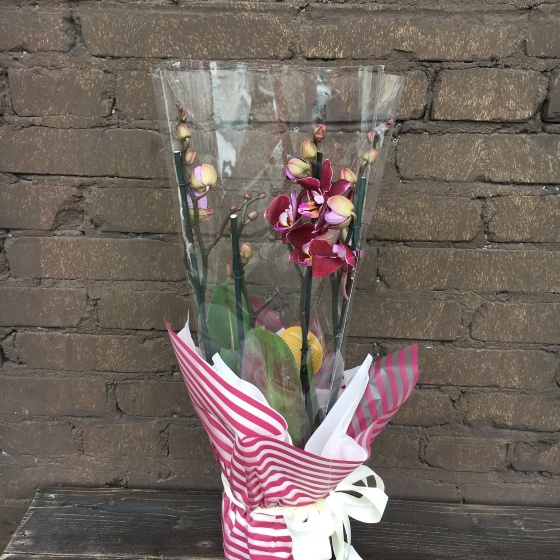 Орхидея Фаленопсис